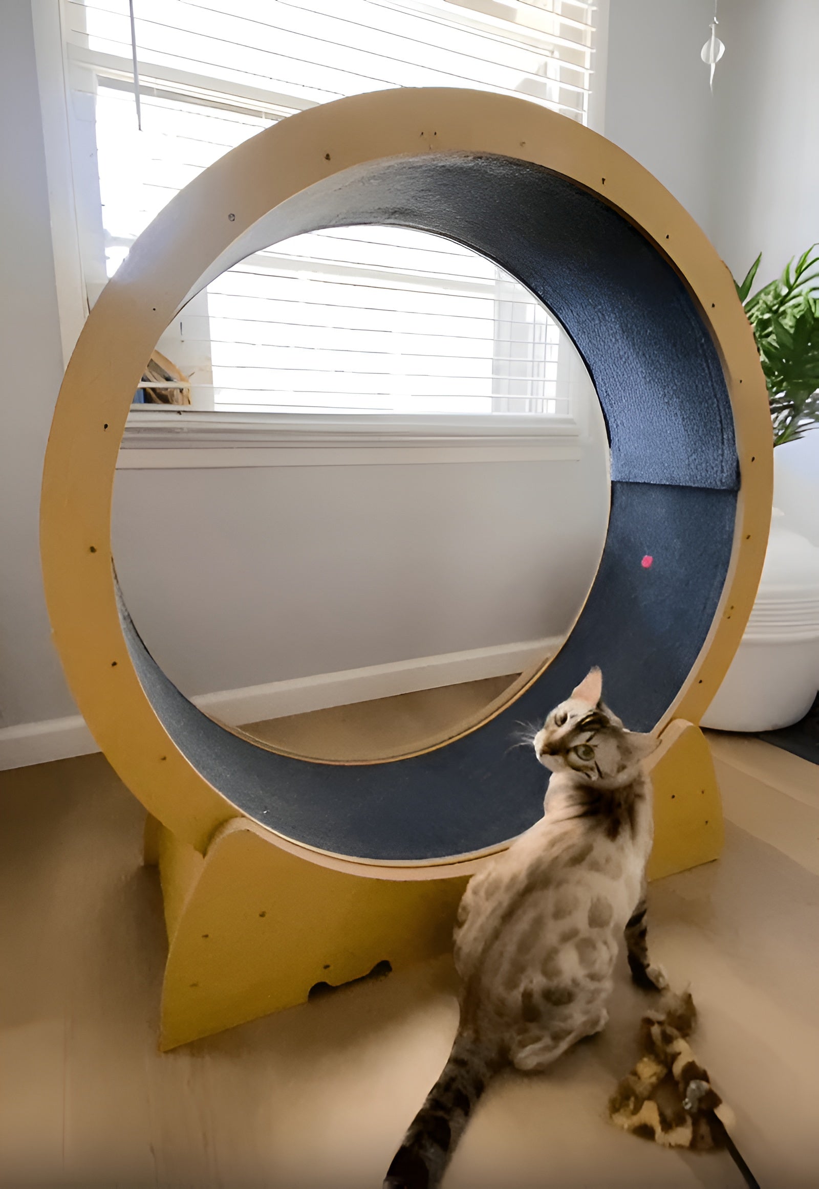 Cat Exercise Wheel