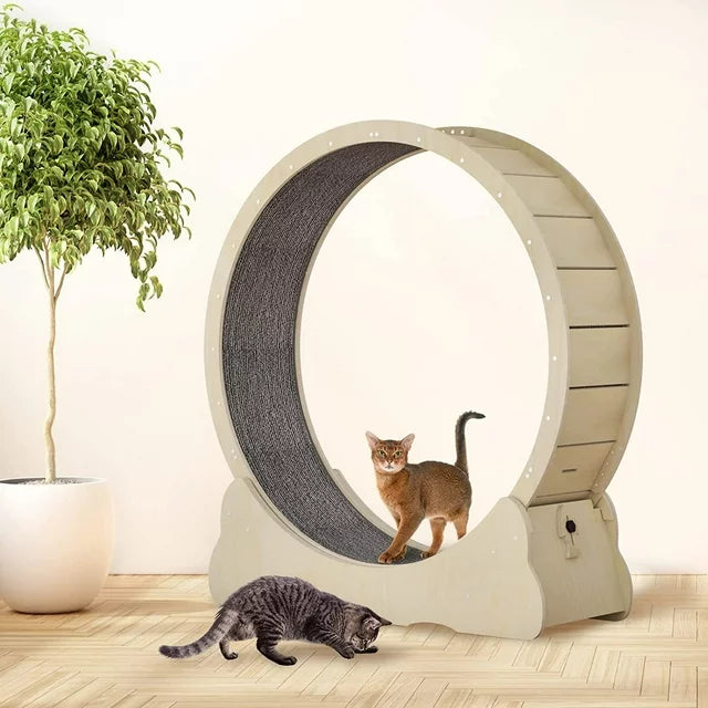 best cat exercise wheel