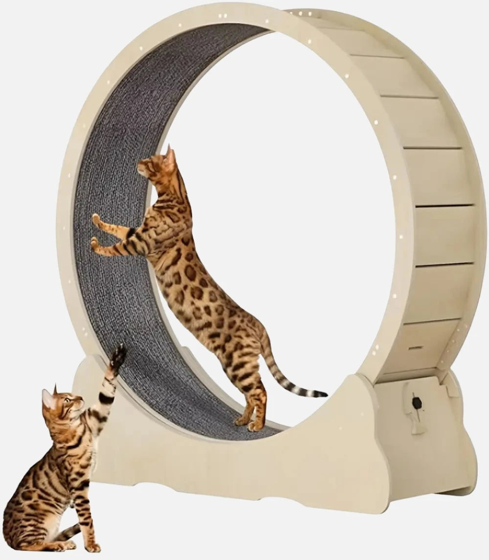 Best Cat Wheel - Cat Exercise Wheel