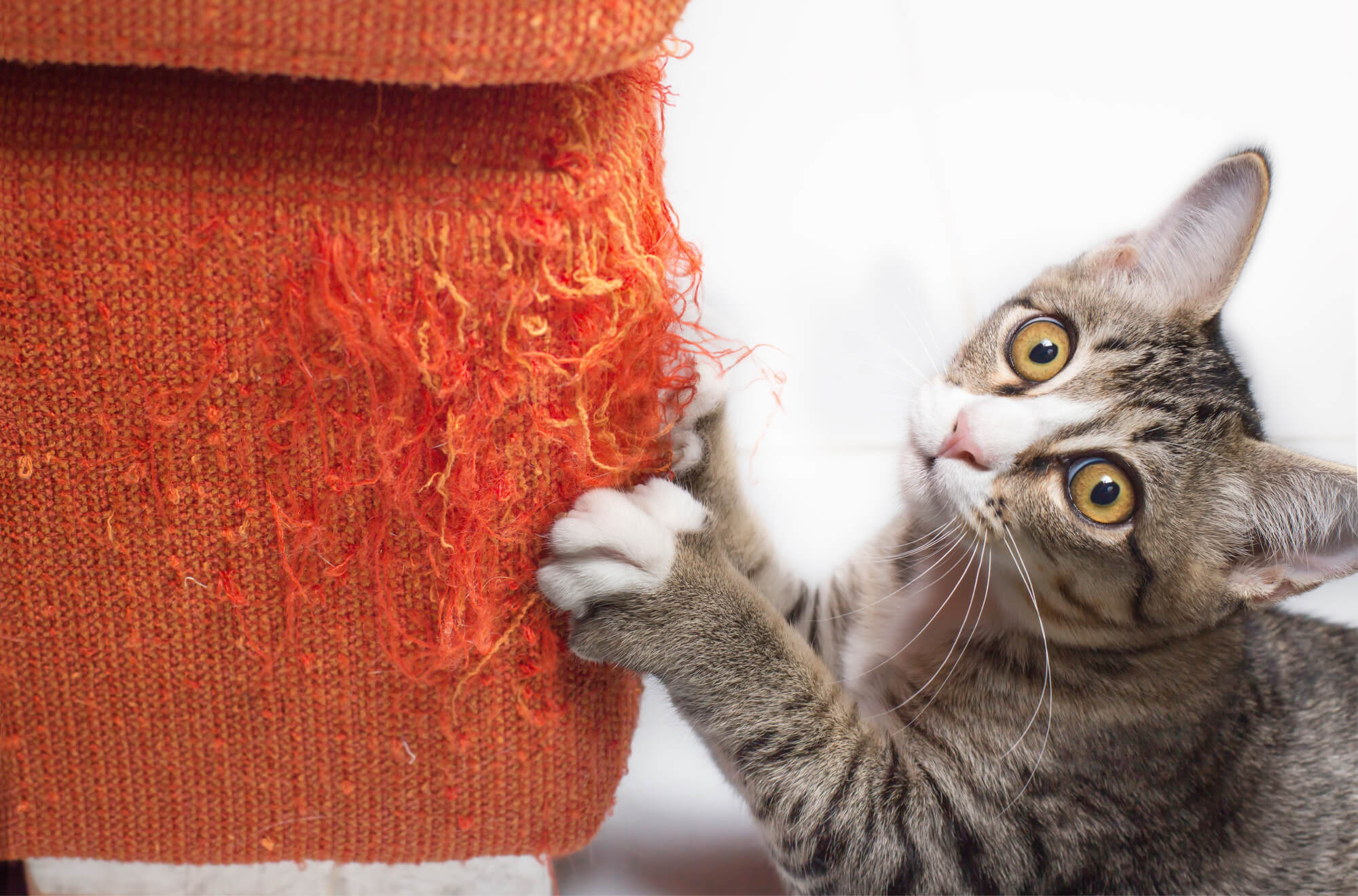 cat scratching on cat wheel