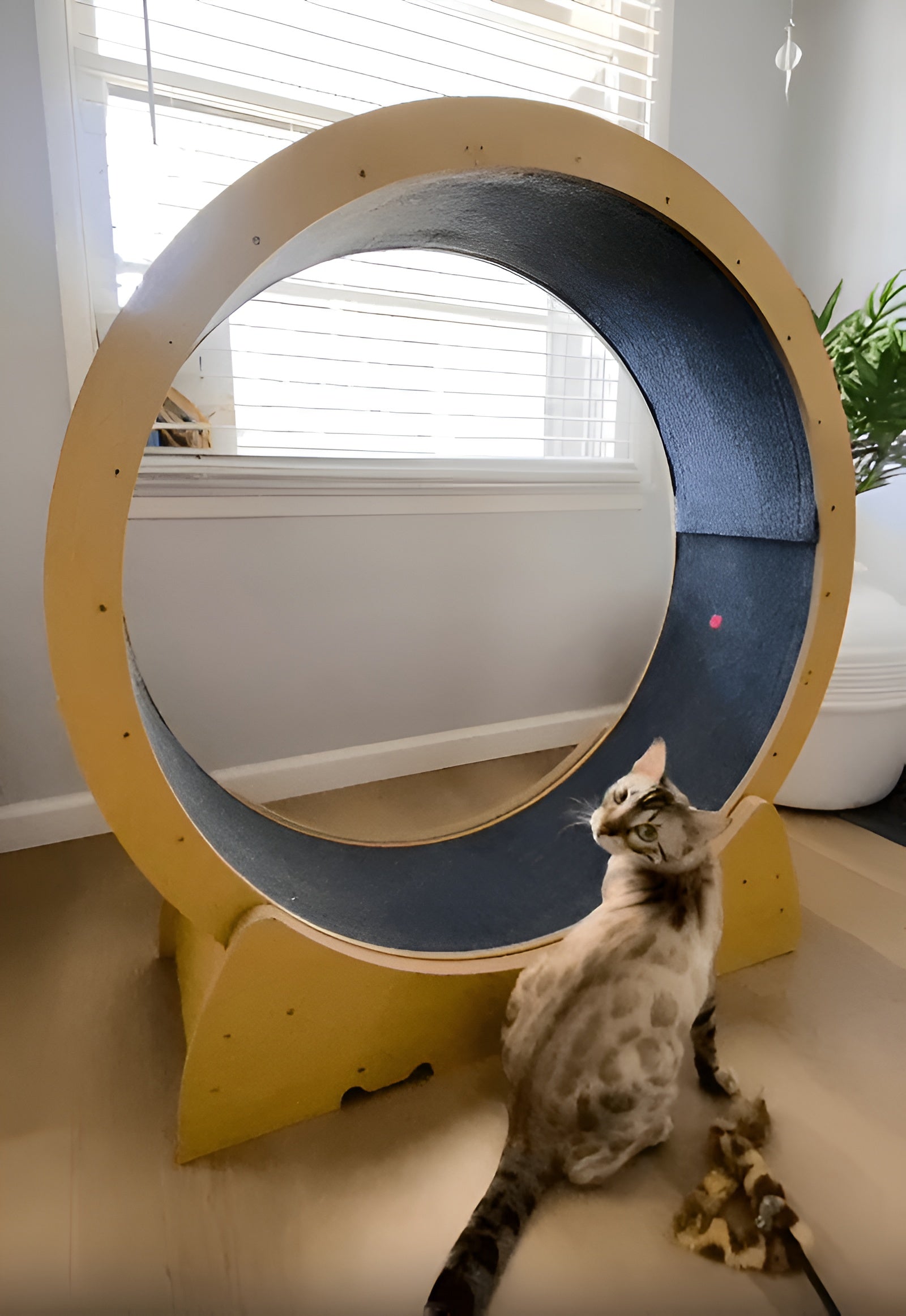 Cat Exercise Wheel - Best Cat Wheel for Big Fun